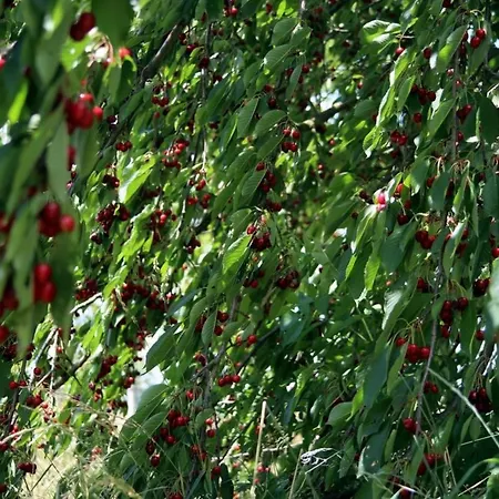 Gemuetliches In Betschdorf By Interhome Appartement