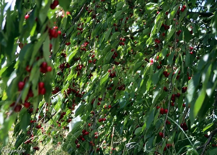 Gemuetliches In Betschdorf By Interhome Appartement